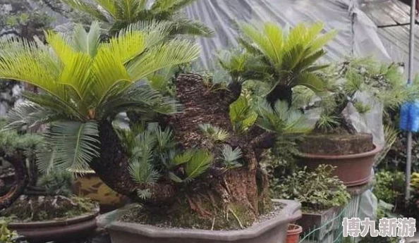 六月丁香综合网网站维护升级预计七月中旬完成