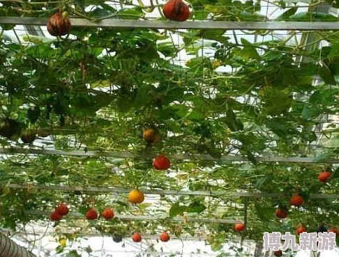 探讨《辐射4》中定居选择，不同地点优劣对比分析